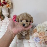 トイプードル(ティーカップ)
