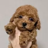 ティーカッププードル