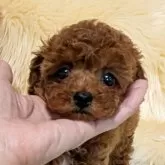 ティーカッププードル