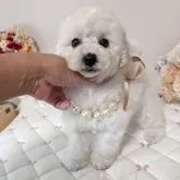 タイニープードル