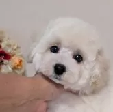 タイニープードル