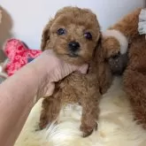 タイニープードル