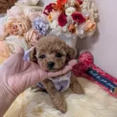 ティーカッププードル【新潟県・女の子・2025年10月11日・レッド】の写真2「可愛くなるお顔立ち♡」