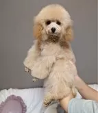 ティーカッププードル【新潟県・男の子・2025年5月2日・アプリコット】の写真3「サイズは決まりました🎶会いにきてね♡」