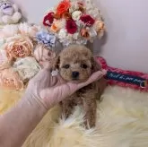 ティーカッププードル【新潟県・女の子・2025年10月11日・レッド】の写真4「色素もバッチリ♪♪」