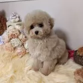 ティーカッププードル【新潟県・男の子・2025年7月21日・シャンパン】の写真4