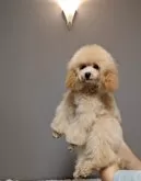 ティーカッププードル【新潟県・男の子・2025年5月2日・アプリコット】の写真4