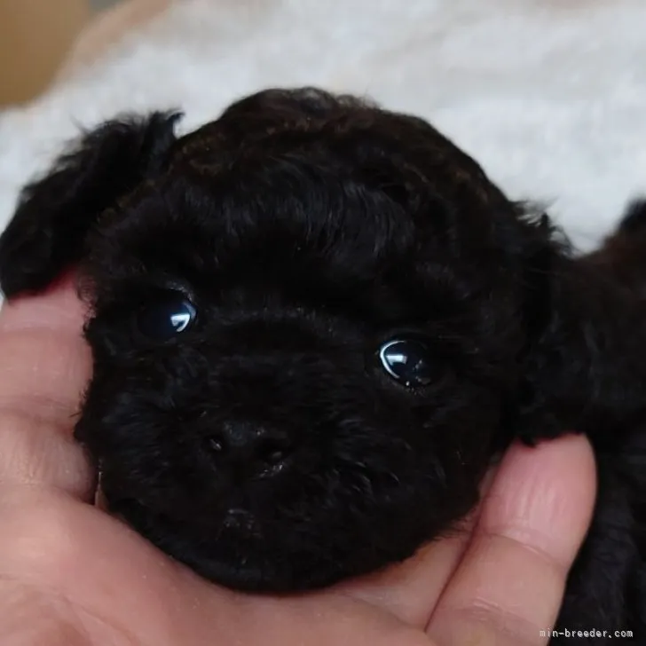 ID：2301-00681の子犬