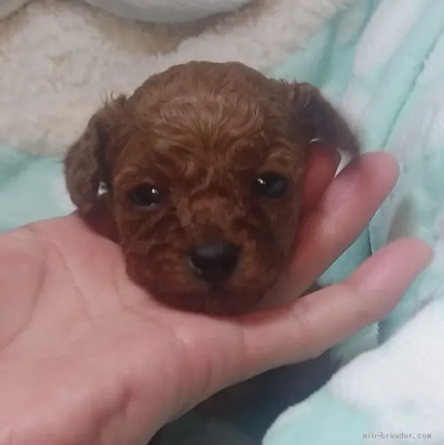 ID:2101-01564の子犬