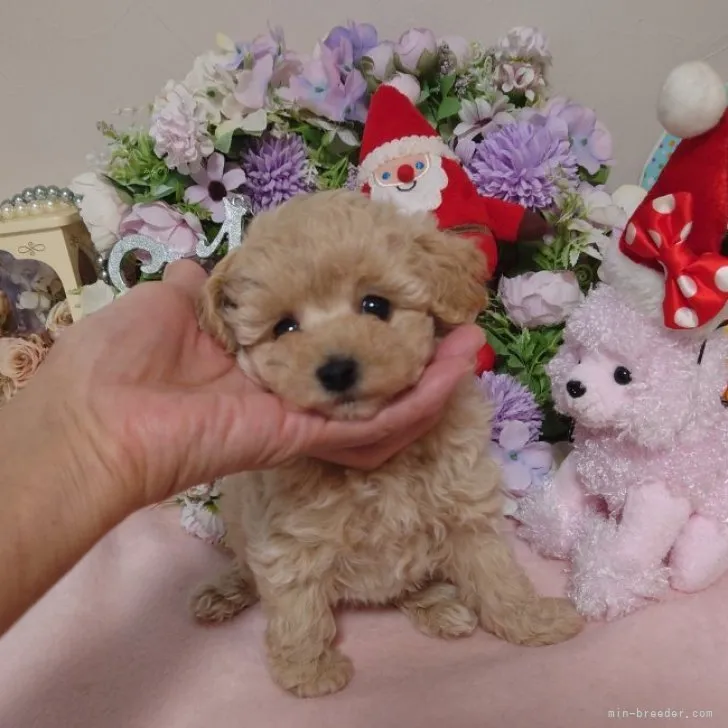 ID:2311-03325の子犬