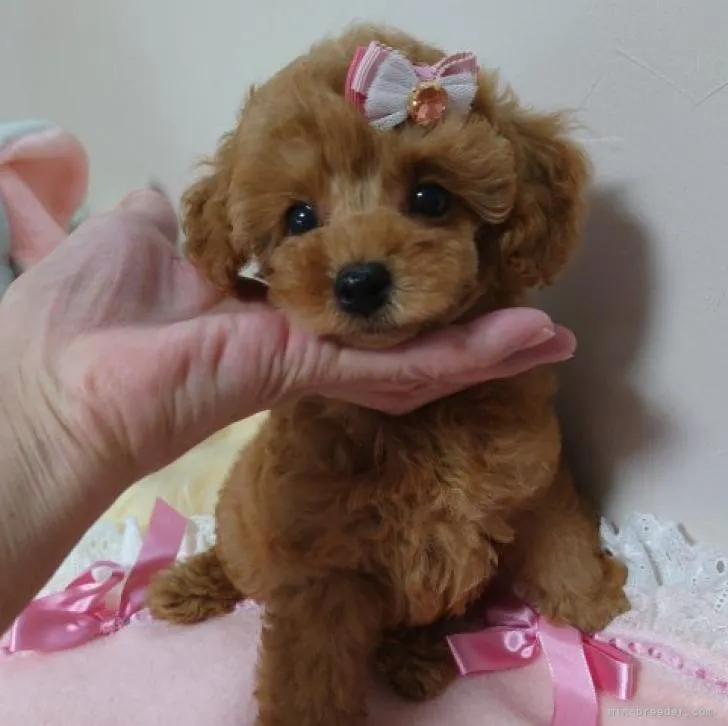 ID：2209-02670の子犬