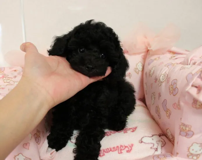 ID：1411-00362の子犬