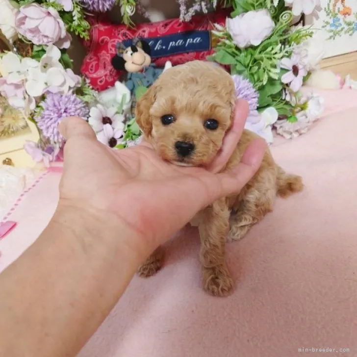 ID:2311-03333の子犬
