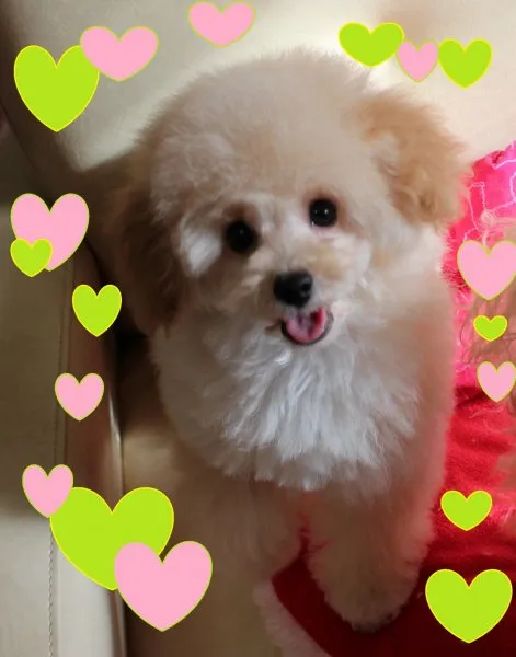 ジョン君ママ 様のお迎えした子犬