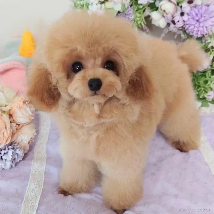 ID：2404-04760の子犬