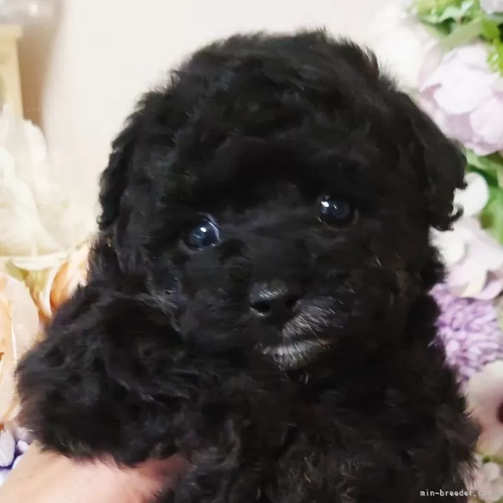 ID：2407-01979の子犬