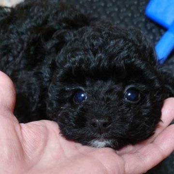 トイプードル(タイニー)【新潟県・男の子・2023年1月17日・ブラック】の写真「日々〜可愛さが増してきました☆小ぶりでCute❦」