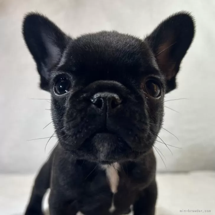 ID:2412-01014の子犬