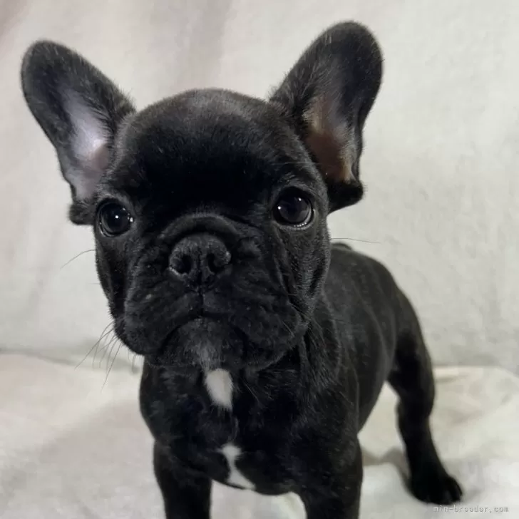 H.K 様のお迎えした子犬