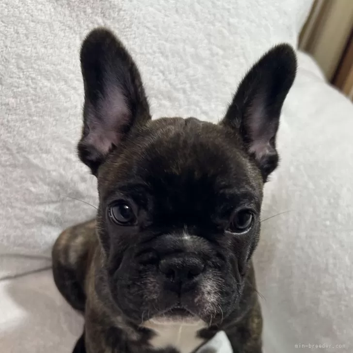 ID:2501-04019の子犬