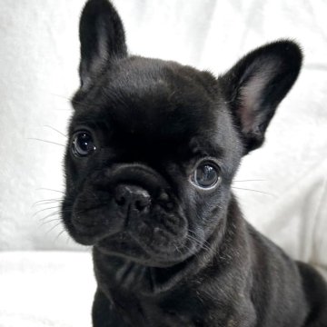 フレンチブルドッグ【福岡県・女の子・2025年9月13日・ブリンドル】の写真「コンパクトでお顔の可愛い女の子です。」