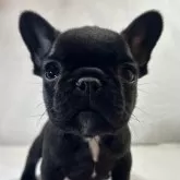 フレンチブルドッグ【福岡県・女の子・2024年10月10日・ブリンドル】の写真1