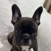 フレンチブルドッグ【福岡県・男の子・2024年11月6日・ブリンドル】の写真1