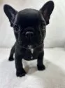 フレンチブルドッグ【福岡県・女の子・2024年10月10日・ブリンドル】の写真2