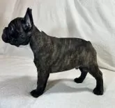 フレンチブルドッグ【福岡県・男の子・2024年11月6日・ブリンドル】の写真4