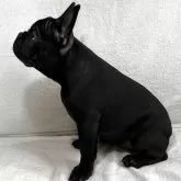 フレンチブルドッグ【福岡県・女の子・2025年5月30日・ブリンドル】の写真4