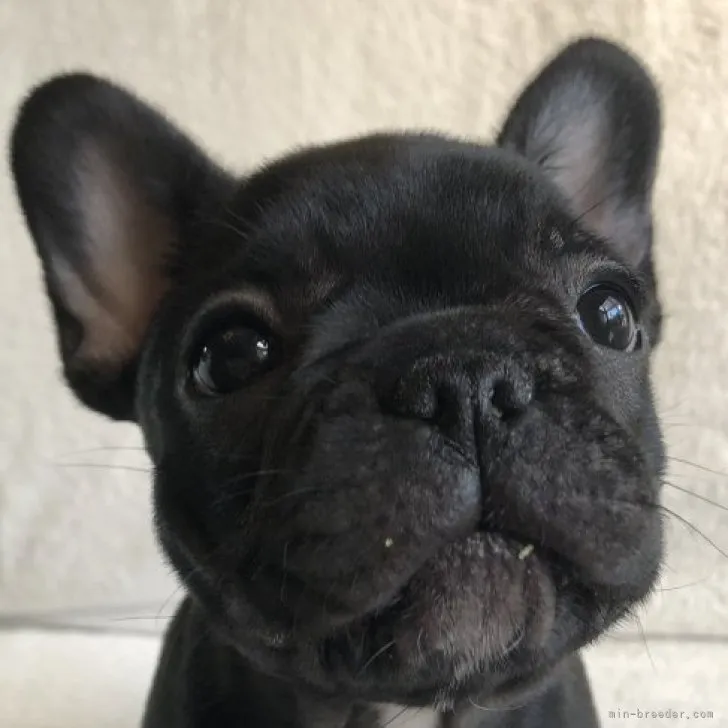 ID：2303-00388の子犬