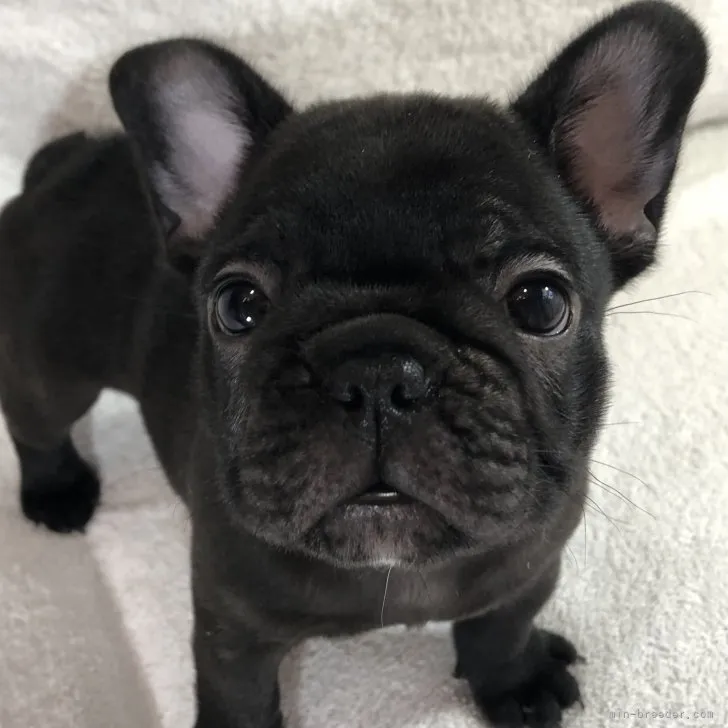 ID:2308-00544の子犬