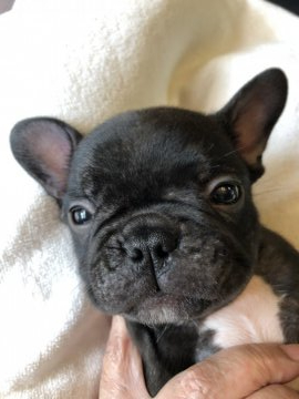 フレンチブルドッグ【福岡県・男の子・2020年7月16日・ブリンドル】の写真「とーってもお顔が可愛い男の子」