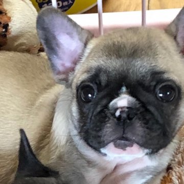 フレンチブルドッグ【福岡県・女の子・2020年3月30日・フォーン ブラックマスク】の写真「お顔の可愛い女の子」