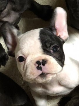 フレンチブルドッグ【福岡県・女の子・2020年7月16日・パイド】の写真「お顔の可愛い女の子。綺麗なパイドです。」