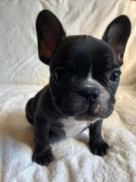フレンチブルドッグ【福岡県・男の子・2019年1月10日・タイガーブリンドル】の写真「綺麗なタイガーブリンドル　お顔も可愛い」