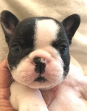 フレンチブルドッグ【福岡県・女の子・2019年8月21日・パイド】の写真「お顔の可愛い女の子。綺麗なパイドです。」