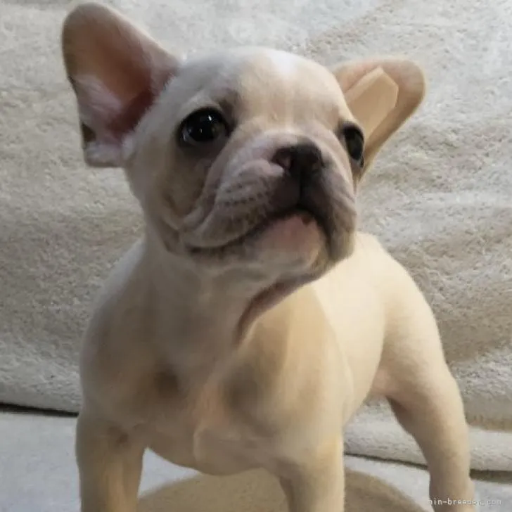 ID：2210-00158の子犬