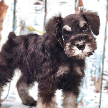 ミニチュアシュナウザー【東京都・男の子・2025年9月7日・ブラック&シルバー】の写真「正統派！カッコいいイケメン君❤超貴重！超優秀血統！」