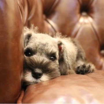 ミニチュアシュナウザー【東京都・女の子・2025年6月21日・ソルト&ペッパー】の写真「期間限定割引✨️小ぶりな性格明るく可愛い子❤️」