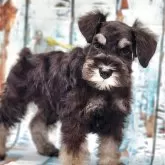 ミニチュアシュナウザー【東京都・男の子・2025年9月7日・ブラック&シルバー】の写真2