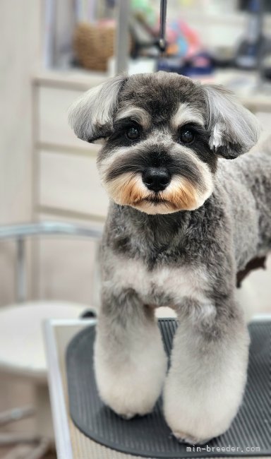 ミニチュアシュナウザー【・女の子・2021年4月30日・ソルト&amp;ペッパー】