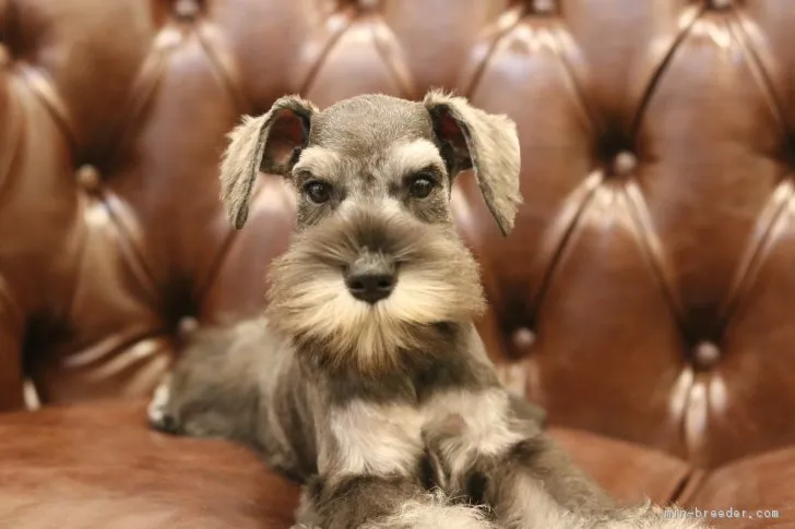 ID：1709-01675の子犬