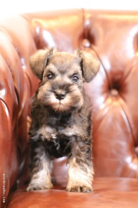 K.S 様のお迎えした子犬