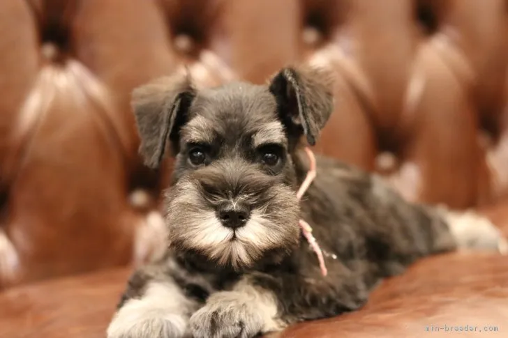 O 様のお迎えした子犬