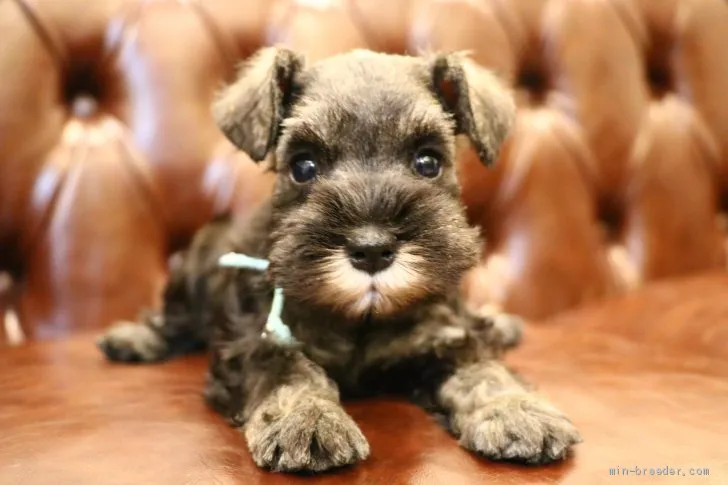 tanak 様のお迎えした子犬