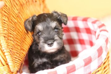 ミニチュアシュナウザー【東京都・女の子・2019年2月28日・ソルト&ペッパー】の写真「パパINTチャンピオン！可愛いお顔の女の子」