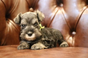 ミニチュアシュナウザー【東京都・男の子・2019年7月9日・ソルト&ペッパー】の写真「パパJKCチャンピオン、小ぶり可愛いイケメン」