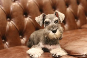 ミニチュアシュナウザー【東京都・女の子・2017年7月10日・ソルト&ペッパー】の写真「JKCチャンピオン直子プレミアムな小ぶり女の子」