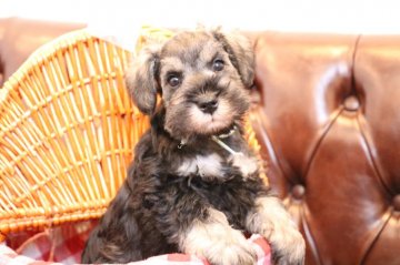 ミニチュアシュナウザー【東京都・男の子・2020年2月22日・ソルト&ペッパー】の写真「パパチャンピオン！バランス良いイケメン君」